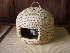 猫003.jpg